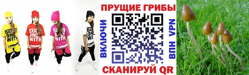 Псилоцибиновые грибы Psilocybine cubensis Белоусово
